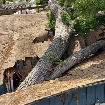 Storm Damaged Tree, Tree fell causing damage to home