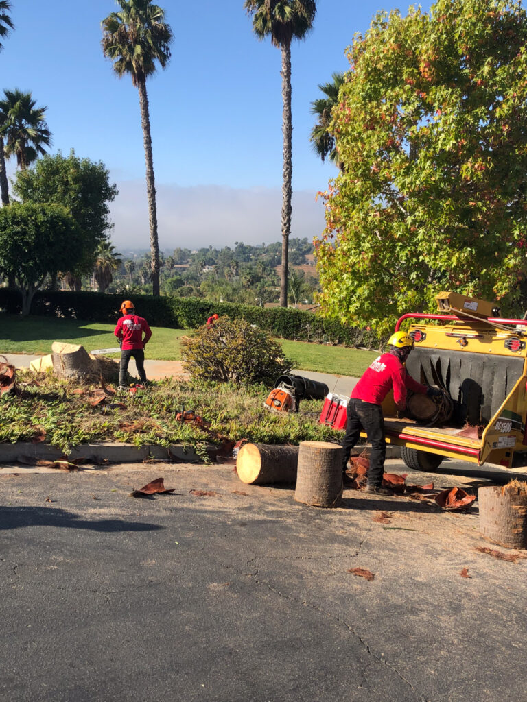 Tree Removal and Clean UP