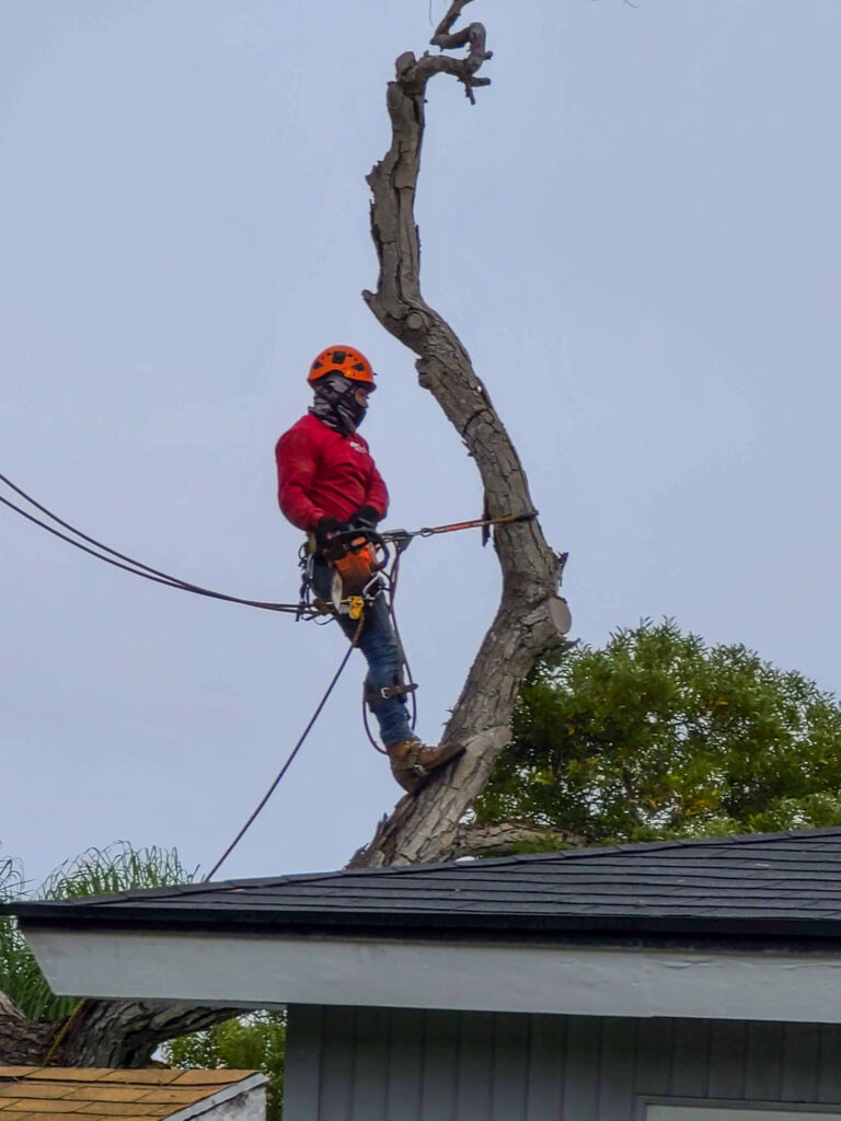 Safe Tree Removal