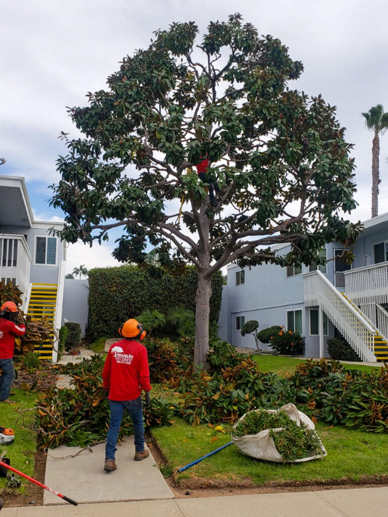 Tree Trimming Residential Services